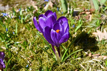 spring crocus flowers