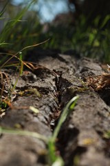 tree bark