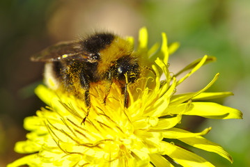 Hummel auf Löwenzahn
