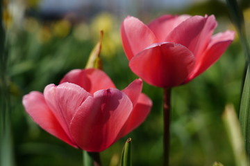 Blühende Tulpen auf einer Blumenwiese