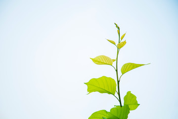 A top of tropical green leaves against the sky in the morning.