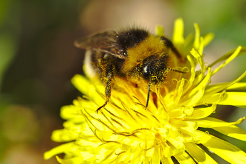 Hummel auf Löwenzahn