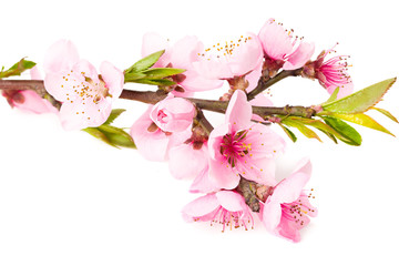 Naklejka premium peach flowers isolated on white background. spring flowers.
