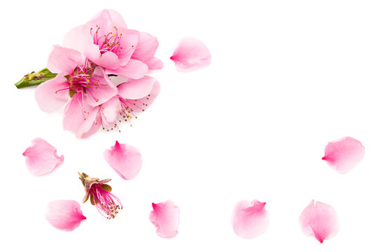 peach flowers isolated on white background. spring flowers. top view