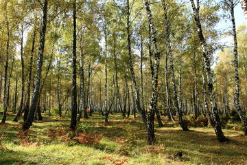Fototapeta premium nature. The nature of Ukraine, birch grove.
