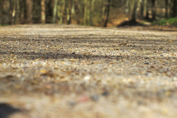 Waldweg im Frühling