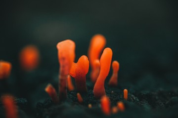 Closeup shot of orange fungi with blurred background