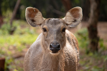 DEER