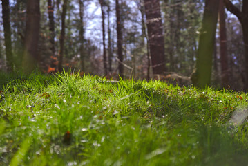 Fototapeta premium Grünes Gras auf einer Waldwiese im Sonnenlicht