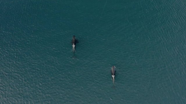 Orca killer whales in lofoten islands in norway