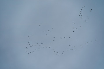 flock of birds in blue cloudy sky