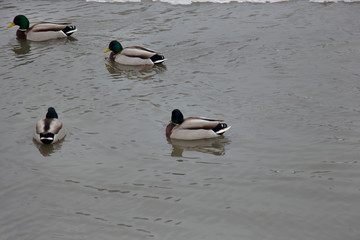 Birds in a swimming pond