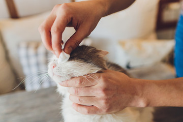 Female veterian's hand holding cotton bud to cleaning the dirt from white cat's eye in health.