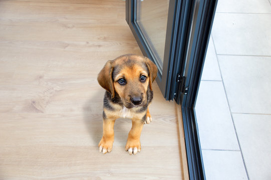 Cute Dog Near Open Window At Home Because It's Very Hot In A Day With A Heat Wave