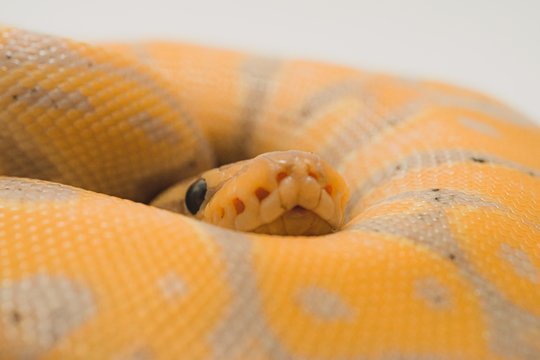 Beautiful banana ball python on a white background