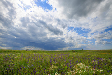 Obraz premium flowering meadow on a sunny day, cloudy sky