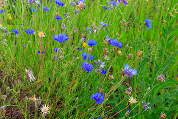 blooming cornflowers in the grass in the meadow
