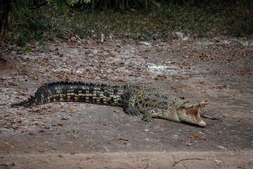ATTACKING DANGEROUS ALLIGATOR