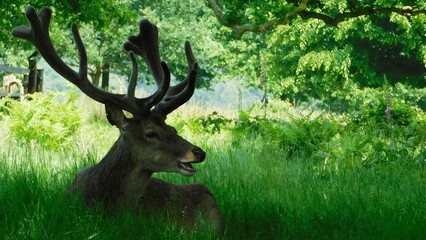 Deer , landscape ,  summer © Karol