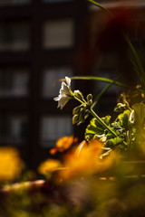 flor en un tiesto de un balcón dando el sol por la mañana se ven los edificios de fondo tienes...