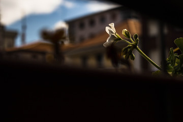 flor en un tiesto de un balcón dando el sol por la mañana se ven los edificios de fondo tienes...