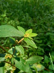 Euphorbia hirta with natural background