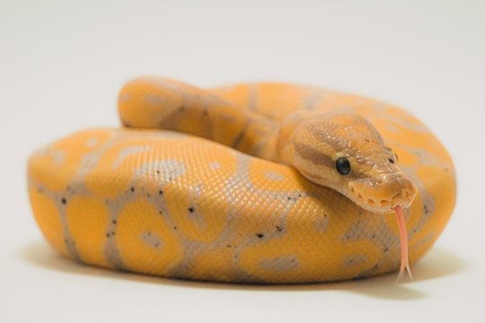 Beautiful banana ball python on a white background