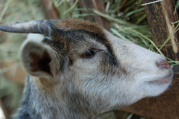 Fototapeta premium Closeup portrait of a brown goat on a farm in the village. Beautiful goat posing