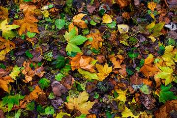 Autumn leaves background of red yellow and ocher colors