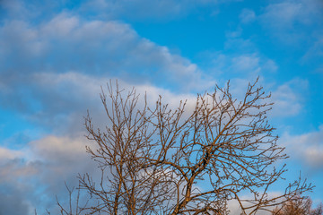 Branches of wild apple tree in the park in winter on a blue sky background