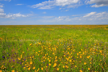 flowering meadow on a sunny day, cloudy sky