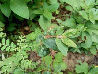 Euphorbia hirta with natural background