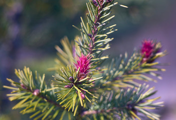 beautiful young pink  Douglas fir flowers in spring - obrazy, fototapety, plakaty