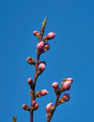 developing the buds of pink flower peach in the spring