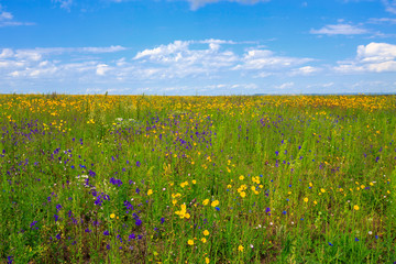 Naklejka premium flowering meadow on a sunny day, cloudy sky