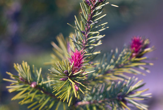 beautiful young pink  Douglas fir flowers in spring
