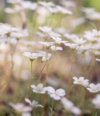 Flowers of saxifrage grow in spring