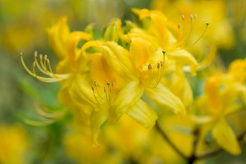 Yellow rhododendron blooms in the garden closeup