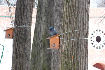 Bird in the snow early in the morning.