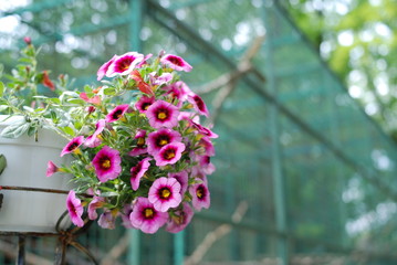 beautiful pansy summer flowers in flowerpots in garden