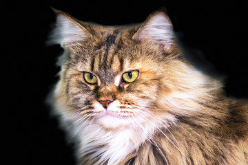 Maine Coon cat cute face close up on black background