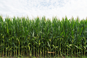 Farm with Green Cornfield and Clouds