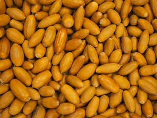 A lot of acorns good as background