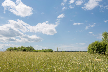 rye field on a sunny day, clouds in the sky