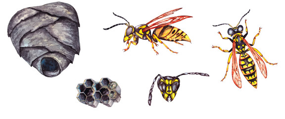 Big realistic set of wasp's natural life. Wild grey nest, part of combs, insects in various views . Watercolor hand painted isolated elements on white background.