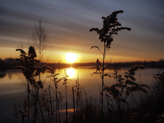 The sunset sky with the sun under the water with fluffy grass