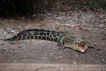 ALLIGATOR IN RALAXED MOOD