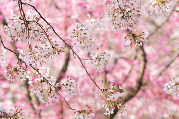 Obraz premium 美しいさくらの花