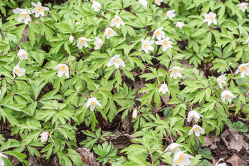 Beautiful snowdrops in the forest.