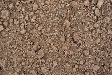 Agricultural soil after sowing for the background.